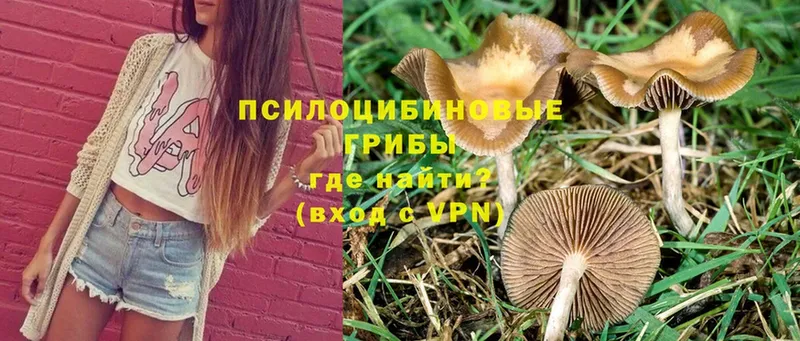 Галлюциногенные грибы Cubensis  как найти закладки  Энем 